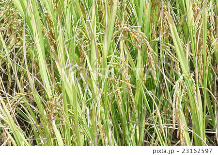 ear of paddy. ear of paddy. 23162597