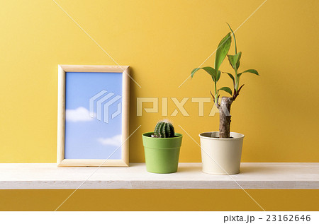 黄色の背景と観葉植物と額 23162646