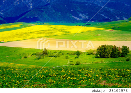 Beautiful landscape, green and yellow meadow with 23162978