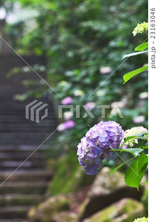 アジサイの花 アジサイの花 23163046