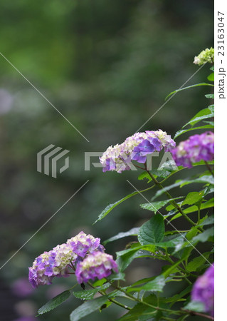 アジサイの花 23163047