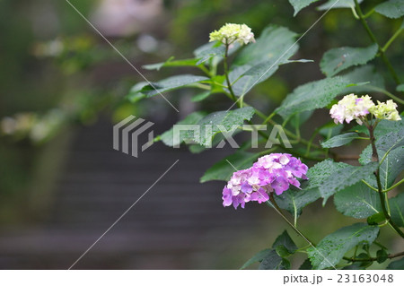 アジサイの花 23163048