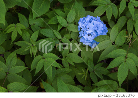 一輪の紫陽花 23163370