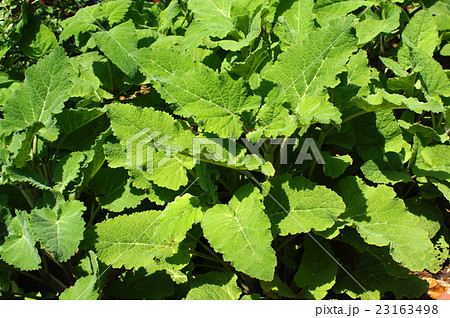 クラリーセージ 23163498