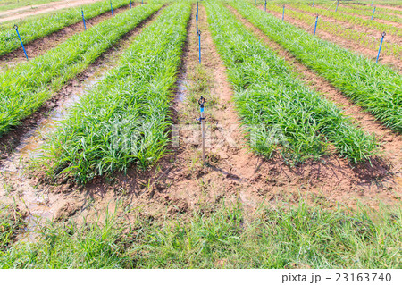 Water spinach or Ipomoea aquatica plantation Water spinach or Ipomoea aquatica plantation 23163740