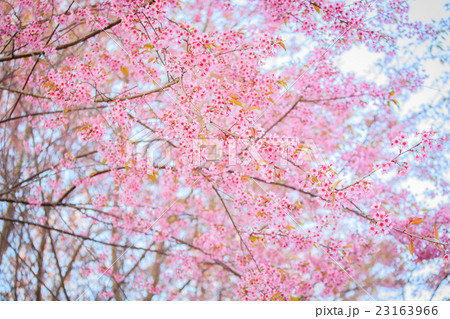 Beautiful cherry blossom Beautiful cherry blossom 23163966
