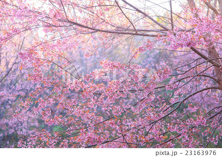 Beautiful cherry blossom Beautiful cherry blossom 23163976