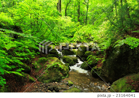 戸隠神社　奥社 23164041