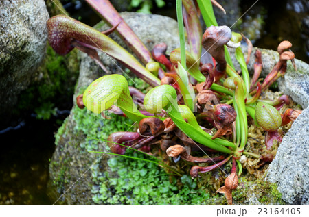 食虫植物 ダーリングトニア 食虫植物 ダーリングトニア 23164405