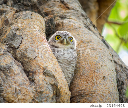 Little Owls in a hollow tree 23164498