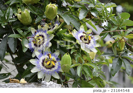 時計草(パッションフラワー) 時計草(パッションフラワー) 23164548
