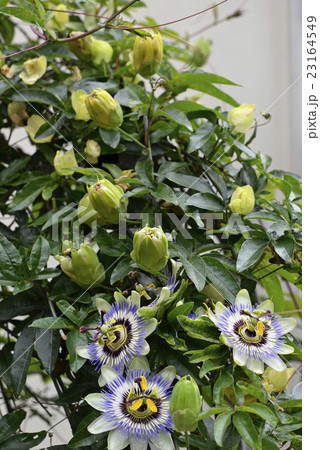 時計草（パッションフラワー） 23164549
