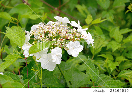 紫陽花に似た白い花を咲かせるカンボク 肝木 の写真素材