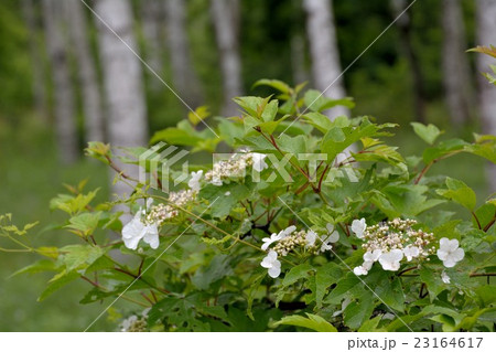 紫陽花に似た白い花を咲かせるカンボク 肝木 の写真素材