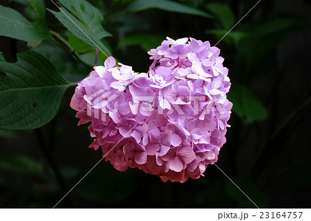 花の色を加工した紫陽花 ピンクの写真素材