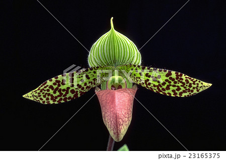 原種洋ラン Paphiopedilum sukhakuliiの花 原種洋ラン Paphiopedilum sukhakuliiの花 23165375