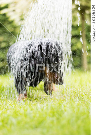 Dachshund shower watering can 23166204