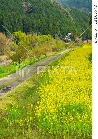 早春の農村風景 (17) 早春の農村風景 (17) 23166543