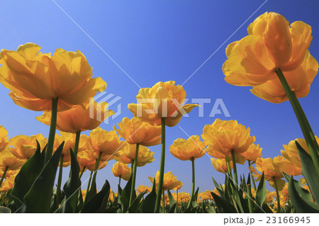 黄色いチューリップ 23166945