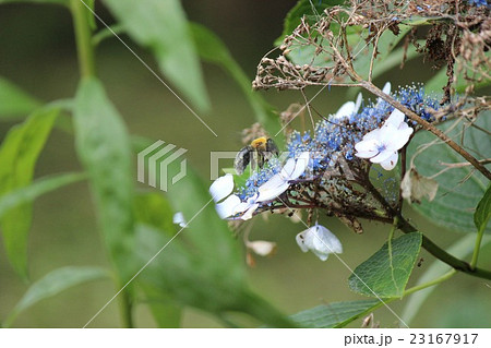 クマバチと額紫陽花 23167917