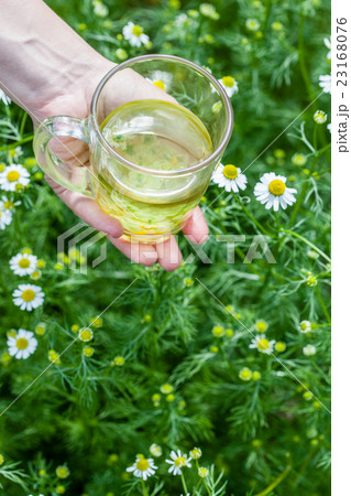 camomile tea 23168076