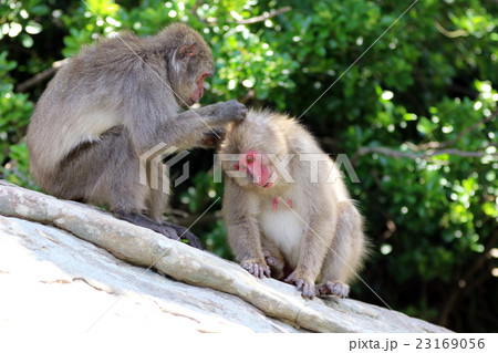 宮崎県串間市幸島の猿の写真素材