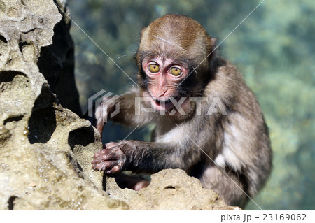 宮崎県串間市幸島の猿 23169062