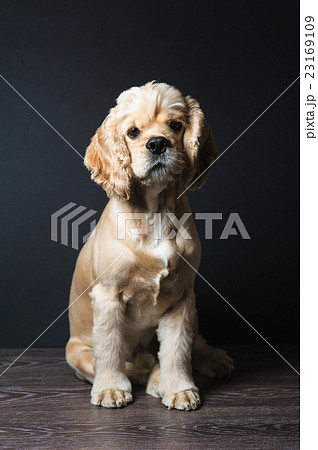 Cocker spaniel sitting on dark background. 23169109
