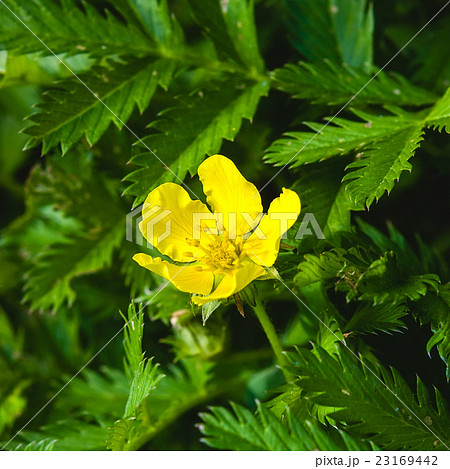 Potentilla anserina, Silverweed Potentilla anserina, Silverweed 23169442