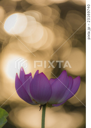 蓮と朝日　イメージ 23169740