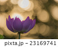 蓮と朝日 イメージ 蓮と朝日 イメージ 23169741