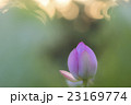 蓮と朝日 イメージ 蓮と朝日 イメージ 23169774