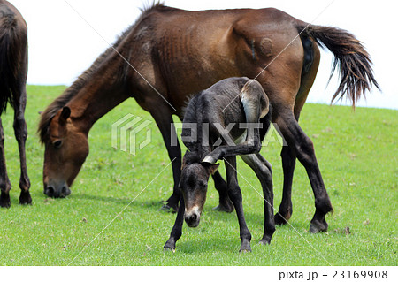 宮崎県串間市都井岬の御崎馬 宮崎県串間市都井岬の御崎馬 23169908