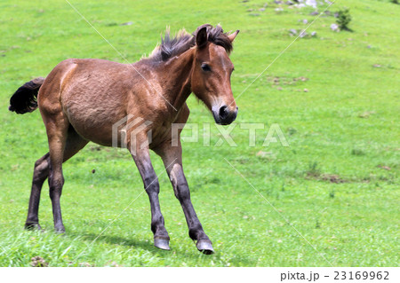 宮崎県串間市都井岬の御崎馬 23169962