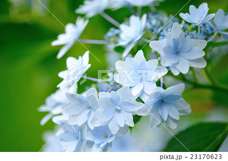 ガクアジサイ スミダノハナビ の写真素材