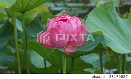 天幕城址あかぼり蓮園 23170627