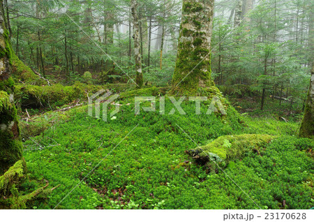 苔の森 23170628