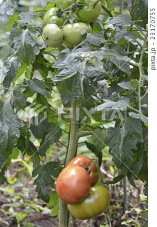 成長中のトマト 23170755