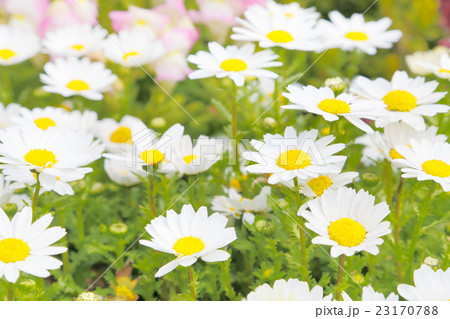 マーガレット 23170788