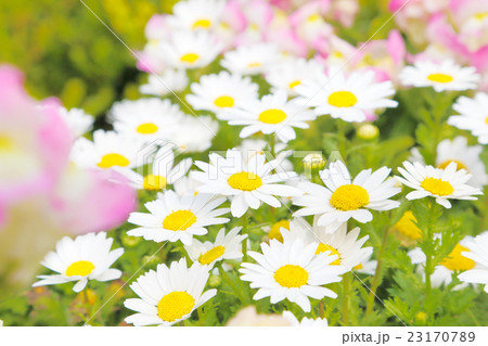 マーガレット 23170789