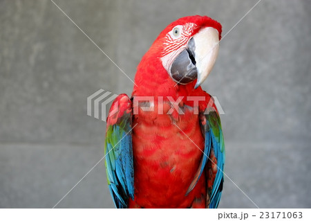 ベ​ニ​コ​ン​ゴ​ウ​イ​ン​コ​　1  23171063