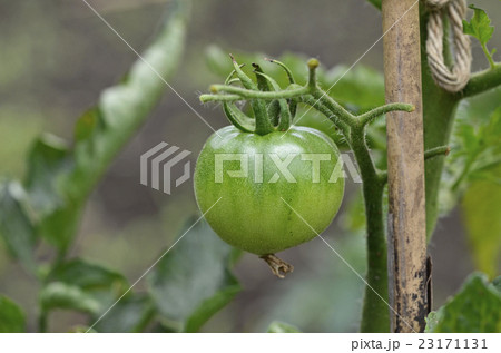 成長中のトマト 23171131