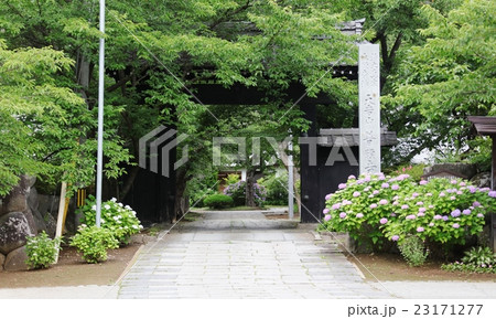 信州の紫陽花寺 信州の紫陽花寺 23171277