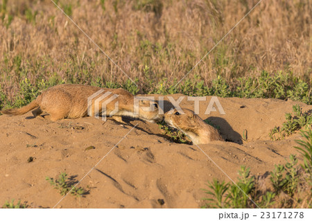 Prairie Dogs Kissing Prairie Dogs Kissing 23171278