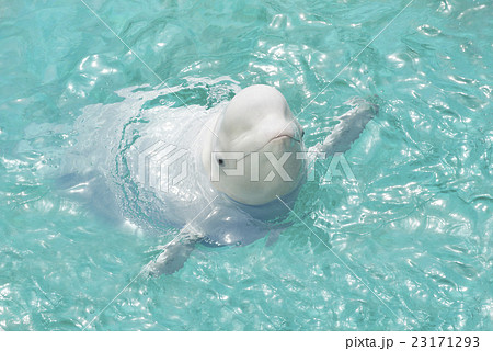 水面に浮かぶシロイルカの写真素材