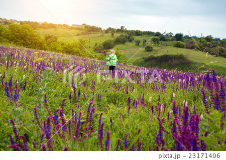 salvia salvia 23171406