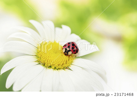 てんとう虫と白い花の写真素材