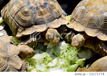 The African spurred tortoise sulcata 23171778