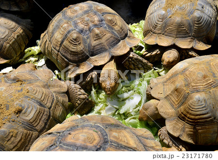 The African spurred tortoise sulcata The African spurred tortoise sulcata 23171780