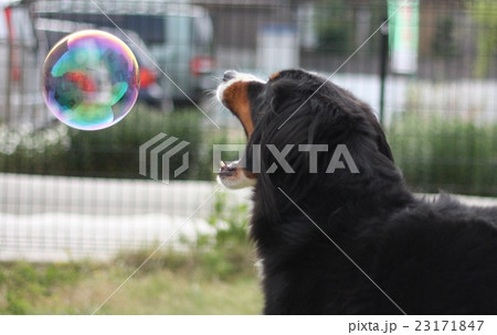 犬 シャボン玉の写真素材